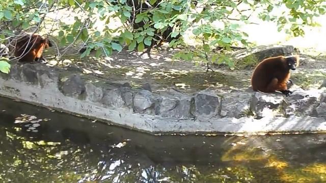 Лемур вари красный - Lemur varecia смотреть онлайн