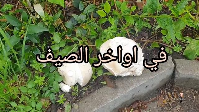 الفطر النفاث الضخم Giant puffball.calvatia gigantea.jätteröksvamp смотреть онлайн