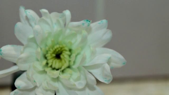 Как покрасить живые цветы. Опыт с водой и цветами. Красим хризантемы. смотреть онлайн