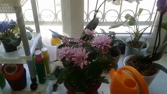 Хризантема из Леруа . Что с ней стало через неделю . смотреть онлайн