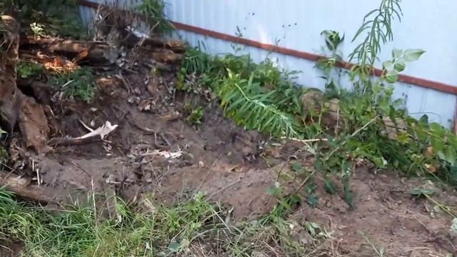 Благоустройство участка, 1-ое видео. 17.07.2021. смотреть онлайн