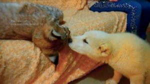 Экзотические животные