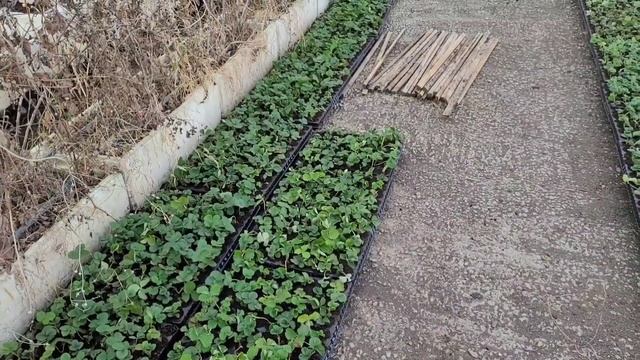 Как быстро посадить усы клубники в марте! смотреть онлайн