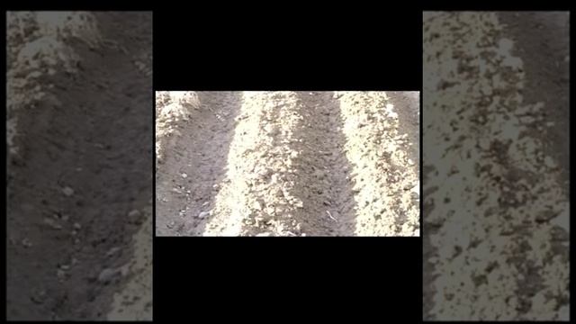 Технология выращивания картофеля смотреть онлайн