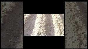 Технология выращивания картофеля