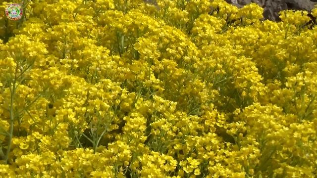 Агрогороскоп с 11 по 14 мая 2023 года. Агрогороскоп з 11 по 14 травня 2023 року смотреть онлайн