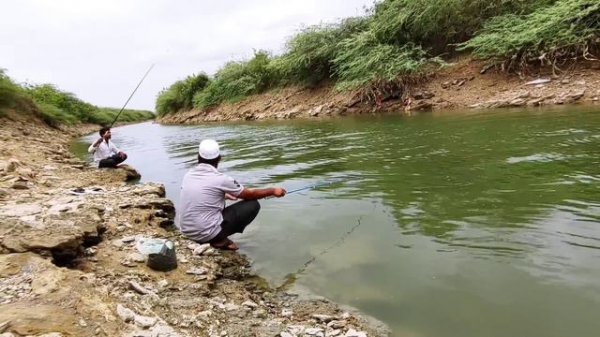 FISHING|Fisher Man Catch With Indian Eel Fishes|Murrell/Snake Head Fish Catching|Baam Fishing