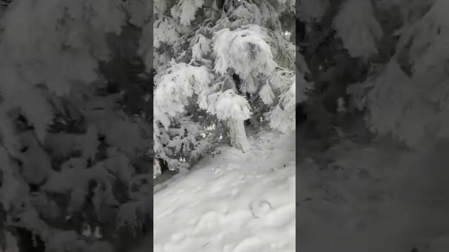 Ашхабад 12.12.2020 Такого снегопада давно не знали здешние места смотреть онлайн