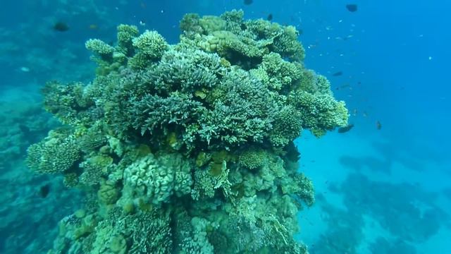Большой коралловый куст рифа отеля Faraana Reef Resort смотреть онлайн