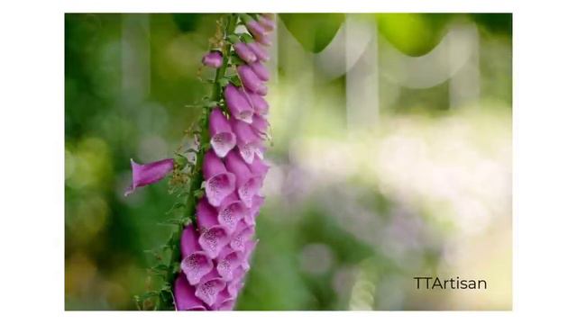 Trioplan-v-TTArtisan-100mm-f2-8-triplet-lens-Image-compariso