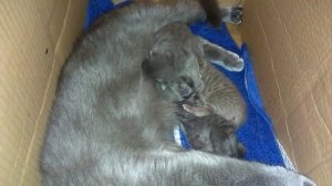 Британские новорожденные котята.