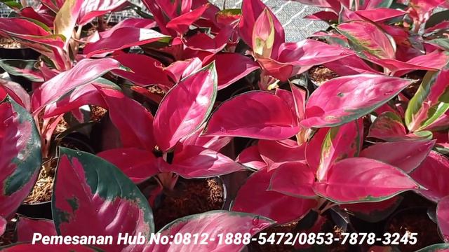 REVIEW SUKSOM RIMBUN-RIMBUN DAN MURMER!!!! смотреть онлайн