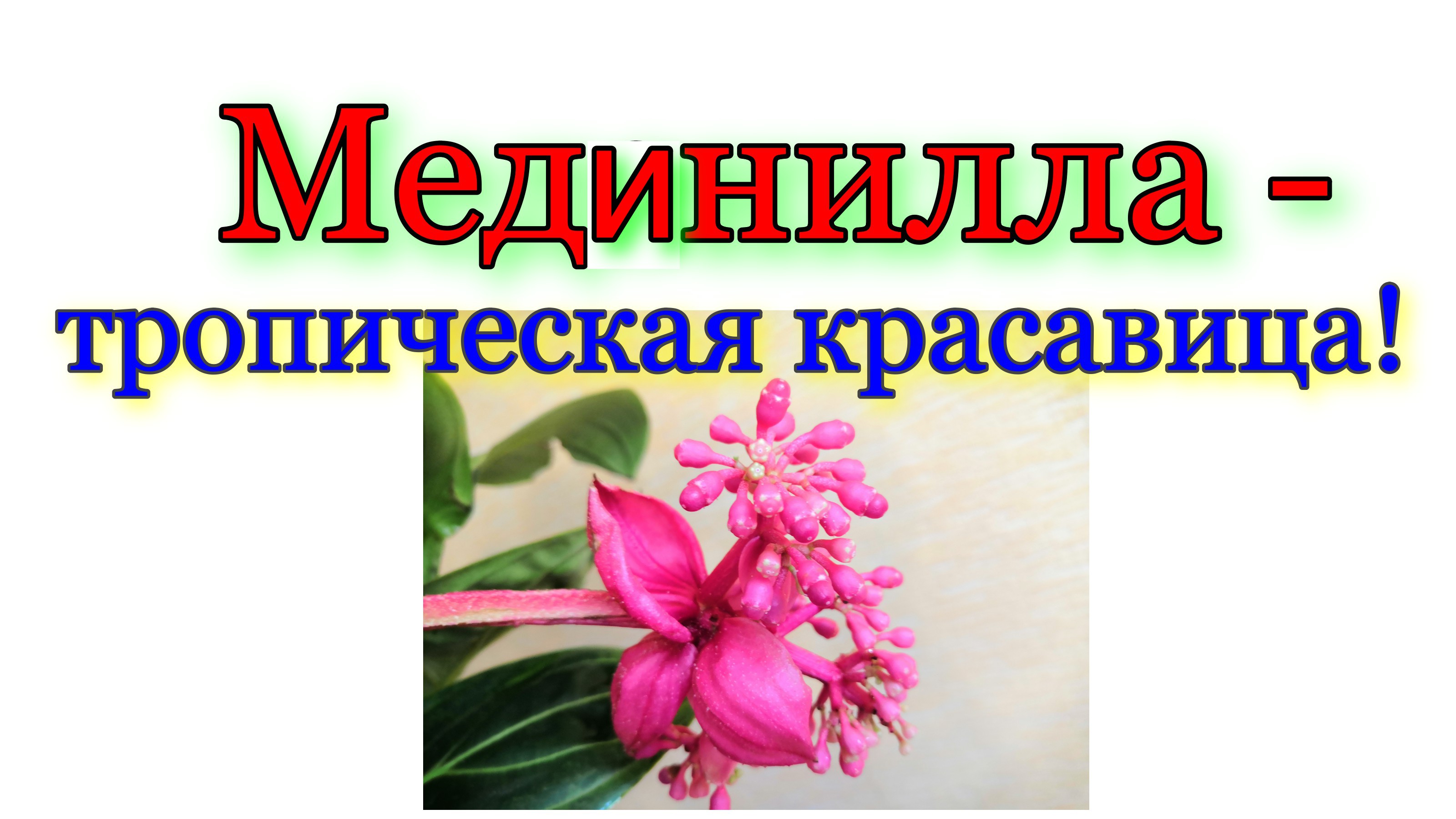 Мединилла - тропическая красавица! Покажу в этом видео какая она у нас после 2-х месяцев со дня поку смотреть онлайн
