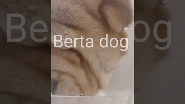 эдит про чау чау 🥰😘 смотреть онлайн