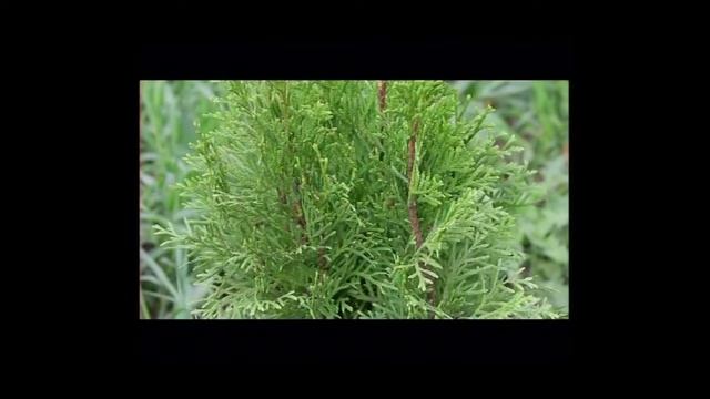 Аллея молодожёнов появилась возле ЗАГСа Братского района смотреть онлайн