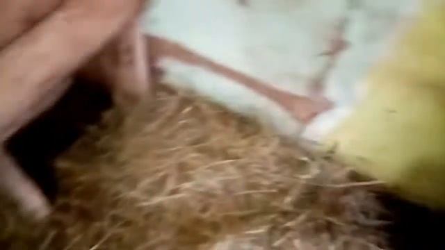 У козлят новое место жительство. Сколько даёт молока, коза после первого окота, на 10 день. смотреть онлайн