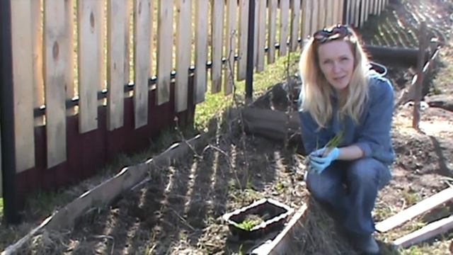 Малина с чесноком. Совмещенные посадки. Супер урожай. смотреть онлайн