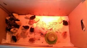 Завершение инкубации цыплят. Не втянулся желточный мешочек...