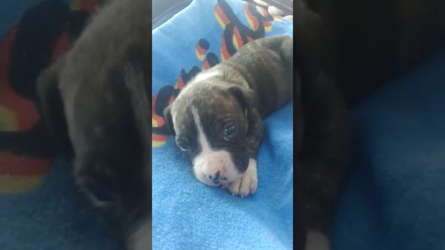 Applo смотреть онлайн