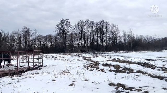 Запрегли лошадь первый раз! Ясмина в запряжке!!! :) Кого в борозну, кого под руку?? :) смотреть онлайн