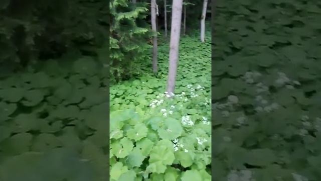 Белокопытник. смотреть онлайн