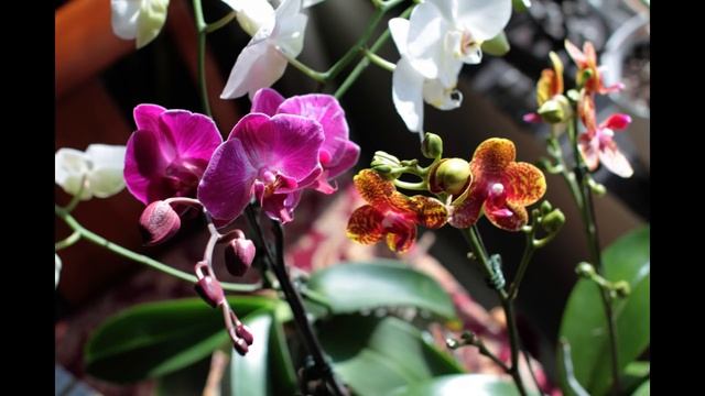 Orchids Tango - Танго Орхидей смотреть онлайн