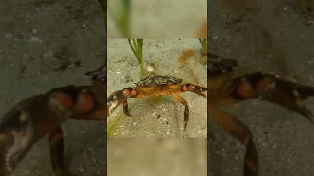 Никогда не ешьте эту часть краба смотреть онлайн