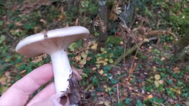Говорушка серая (Clitocybe nebularis). Как выглядит гриб на месте произрастания. смотреть онлайн