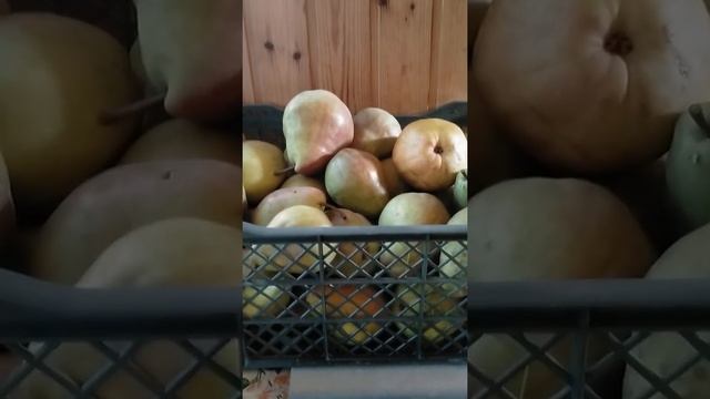 Груша Брянская Красавица. смотреть онлайн