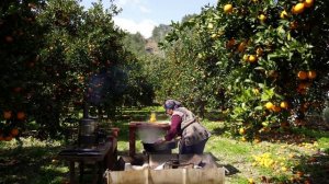 Обед Азербайджанская Кухня Деревенская Кухня  Рецепты