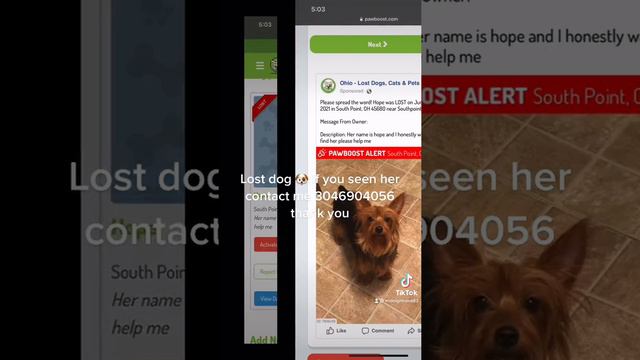 Lost yorkie if found please contact me смотреть онлайн