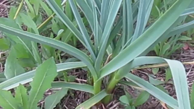 Готовлю площадь под посев сидератов.Обработка No-Till смотреть онлайн