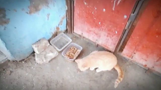 ВЛОГ: Накормили бездомных Котеек | Вместе мы сила! смотреть онлайн