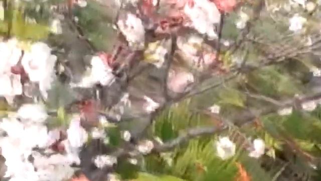 НАТАША КОРОЛЁВА. "АБРИКОСОВЫЕ СНЫ" смотреть онлайн