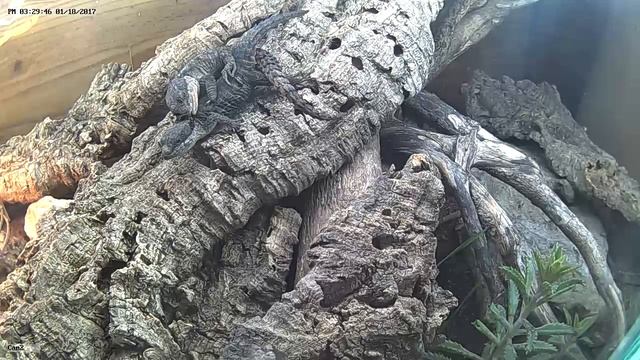 Accouplement de Cordylus tropidosternum смотреть онлайн