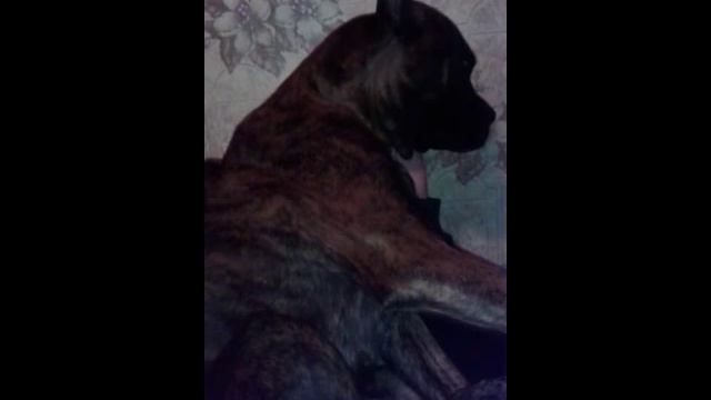 Boxer Dog. Приколы с животными.Кирку ублажают. смотреть онлайн