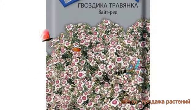 Гвоздика обыкновенный Травянка Вайт Ред ? обзор: как сажать, семена гвоздики Травянка Вайт Ред смотреть онлайн