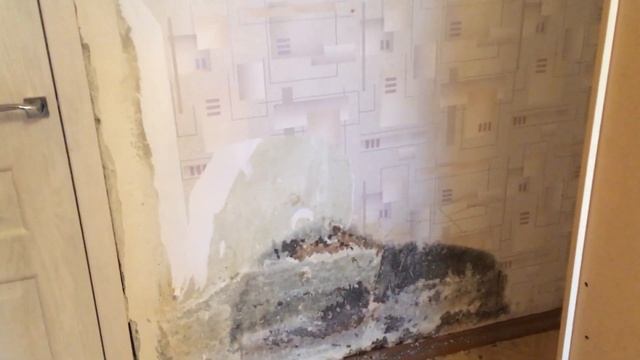 КАК УБРАТЬ ПЛЕСЕНЬ НА ОБОЯХ ? Источники микроскопического грибка смотреть онлайн