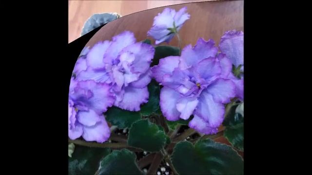 Стеллаж для фиалок своими руками. Небольшой обзор цветущих фиалок. смотреть онлайн