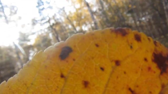 Берёзовый золотой*Байки грибника* смотреть онлайн