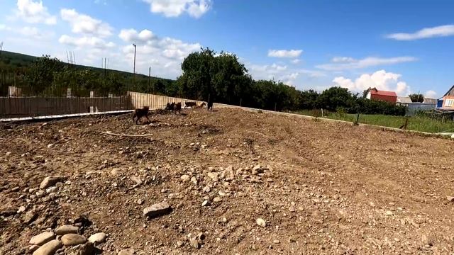 Нападет ли вожак Спайк ??!! Такого вы нигде не увидите !!! Волки питбули и дворняжка гуляют вместе! смотреть онлайн