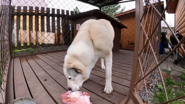 ЩЕНКАМ АЛАБАЯ 1 ГОД || Поздравляем мясной косточкой ? смотреть онлайн