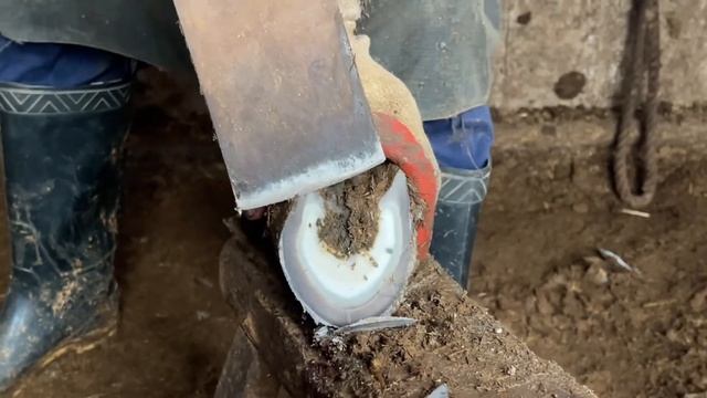 The donkey's hoof was split, and the master solved the problem with one knife. It's so cool丨ASMR смотреть онлайн