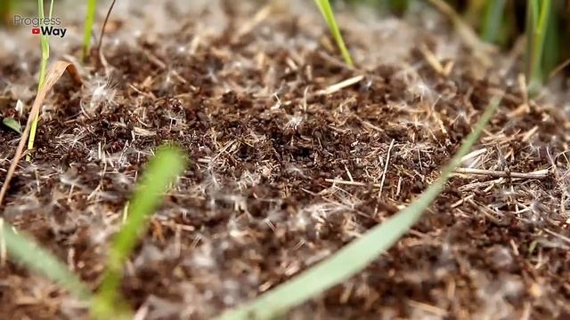 Муравьи навсегда Растворяться и Никогда не вернуться! Будьте уверены что манка с... смотреть онлайн