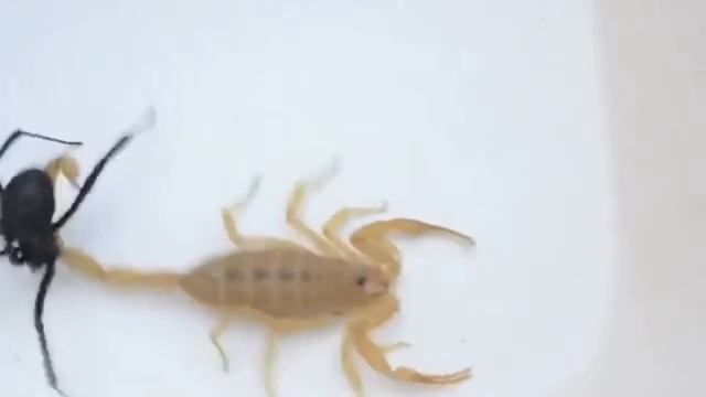 Версус. Паук против Скорпиона, кто сильнее? смотреть онлайн