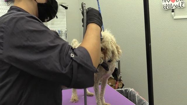 LIVE Matted Maltipoo Grooming In Texas