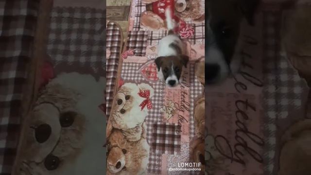 Продаётся Девочка породы джек рассел терьер. Документы РКФ смотреть онлайн