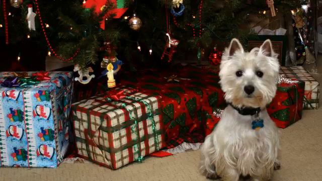 Новогоднее видео . Супер! смотреть онлайн