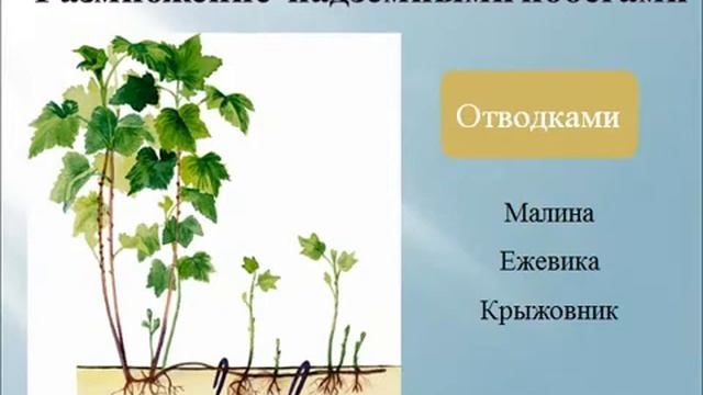 Презентация Вегетативное размножение покрытосеменных растений смотреть онлайн
