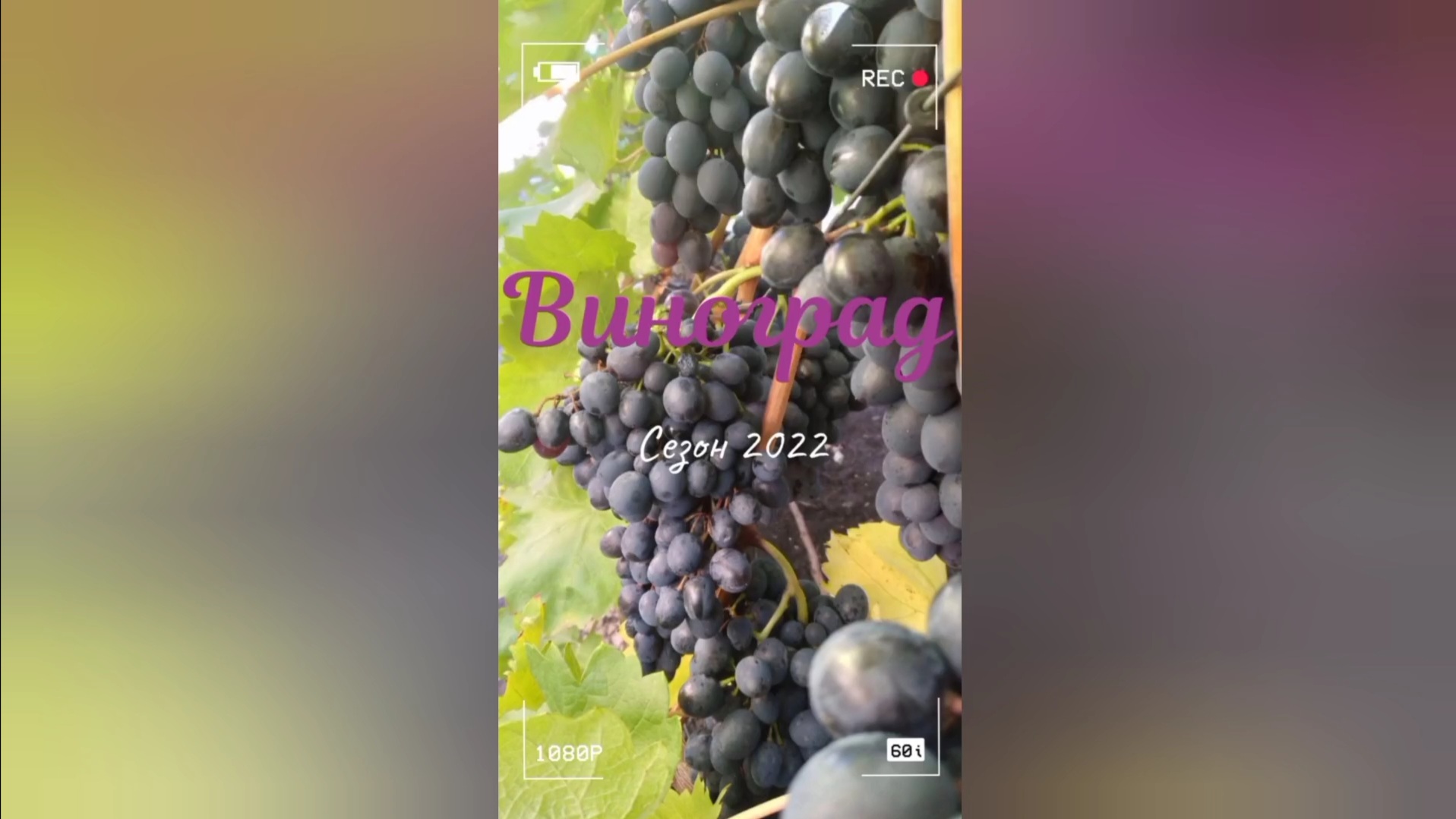 Воспоминания о виноградном сезоне 2022. смотреть онлайн